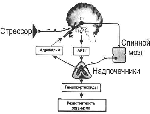 Направления в фармацевтической деятельности: